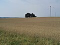 Rolniczy krajobraz w okolicy Krosina. Widok z drogi Krosino-Wielanowo
