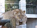 Lionne (Panthera leo)