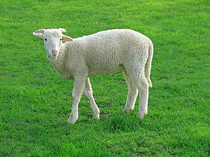 Lamb, Sheep