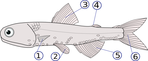 Lampanyctodes hectoris (fins)