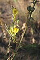 Linaria dalmatica