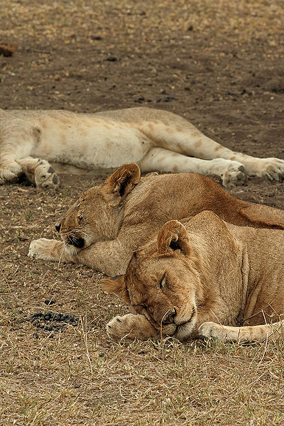 400px-Lions_Sleeping.jpg