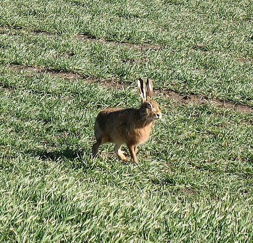 Mad March Hare - geograph.org.uk - 712029