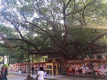 The Mahabodhi tree in Bodhgaya. Maha Bodhi tree 2.jpg