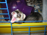 Ferret waking from a nap