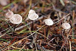 Okka-roisknööbik Gymnopus perforans