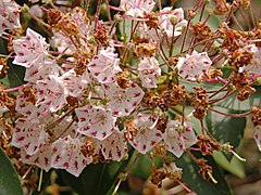 Mountain Laurel Kalmia latifolia 'Olympic Wedding' Young Old Flowers 3264px.jpg