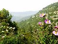 Cistus salvifolius og Cistus creticus i Israel