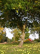 Un oranger des Osages dans le parc