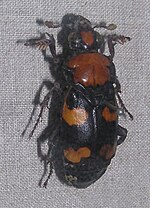 Miniatura para Nicrophorus americanus