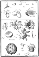 Tafel 26: „Dioscorea“ „Pereskia“ „Roioc“