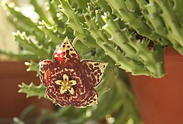 Orbea variegata