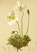 Papaver alpinum