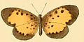 Pentila rotha