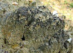 Crosta de algas e bactérias fixando efectivamente a areia sujeita a erosão de uma turrícula feita por uma toupeira. Apesar da chuva, a areia permanece fixa pelo biofilme e pela substância mucilaginosa produzida pelas algas e bactérias.