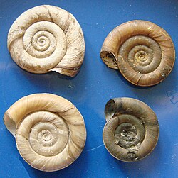 Planorbis planorbis1pl.jpg