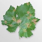 The effects of downy mildew on a grape leaf