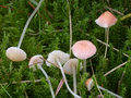 Mycena floridula