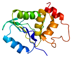 Protein DUSP2 PDB 1m3g.png