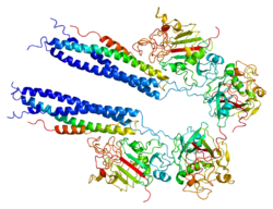 Белок FGA PDB 1fza.png