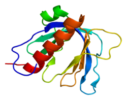 Protein SPTBN2 PDB 1wjm.png