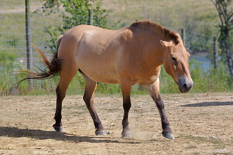 File:Przewalski's Horse at The Wilds.jpg