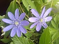 Hepatica transsilvanica