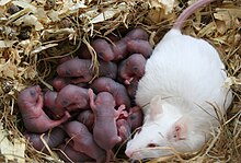 A litter of rats with their mother. The reproduction of rats follows an r-selection strategy, with many offspring, short gestation, less parental care, and a short time until sexual maturity. Rat litter.jpg