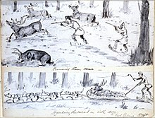 Sketches of life in the Hudson's Bay Company territory, 1875 Running them down; Hauling the meat in with dogs - Fort Babine 1875.jpg