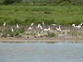 Egretta garzetta