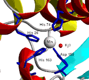 Structure of the active site of human superoxide dismutase 2