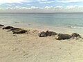 Lions de mer sur une plage de l'île Carnac