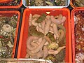 Igelwürmer und Seegurken
