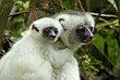 Seiden-Sifaka