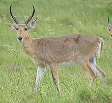 Southern Reedbuck (Redunca arundinum) iSimangaliso Wetland Park, KwaZulu-Natal, Jižní Afrika.jpg