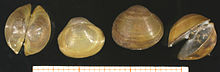 Four views (top, bottom, back and partially opened front) of a clam shell