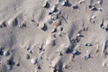 Schelpen op het strand van Spiekeroog vooral schelpen van de Kokkel (Cerastoderma edule)