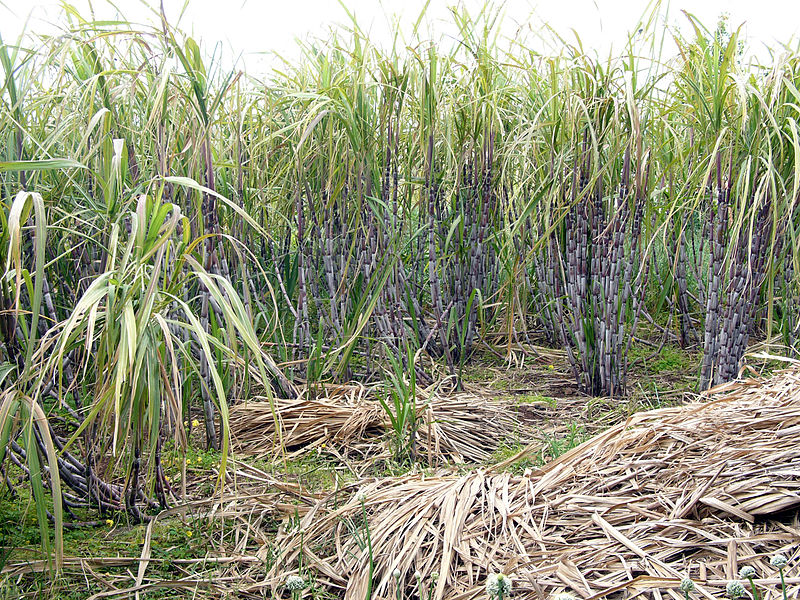 File:Sugar cane madeira hg.jpg