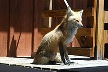 A red fox on the porch of a house Sunny Fox.jpg