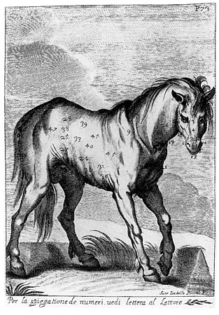 Cavallo imperfetto del Polesine, 1692