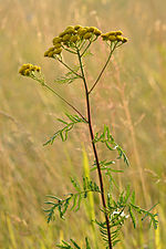 Miniatura para Tanacetum vulgare