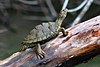 Texas map turtle (Graptemys versa), in situ, Travis County, Texas