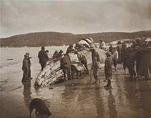 Makah Native Americans and a whale, The King of the Seas in the Hands of the Makahs, 1910 photograph by Asahel Curtis The King of the Seas in the Hands of the Makahs - 1910.jpg