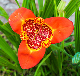 Fleur de Tigridia pavonia (« œil-de-paon »), iridacée originaire d'Amérique centrale et du Sud. (définition réelle 2 280 × 2 168)