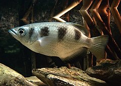 Ивичеста риба стрелец (T. jaculatrix)