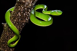 A juvenile Trimeresurus vogeli (Vogel's Pit Viper)