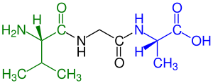 A tripeptide (example Val-Gly-Ala) with
green marked amino end (L-valine) and
blue marked carboxyl end (L-alanine) Tripeptide Val-Gly-Ala Formula V1.svg