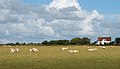 zwischen Zuid Eierland und De Koog, Schafe auf der Wiese