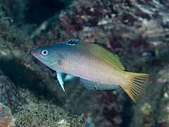 Description de l'image Twotone wrasse (Halichoeres prosopeion) (38692765280).jpg.