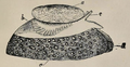 Umbraculum umbraculum